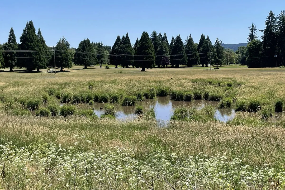 A serene pond fringed with tall grass and wildflowers, bordered by clusters of trees. The natural beauty invites guests to wander, birdwatch, or simply enjoy quiet moments together in the outdoors.